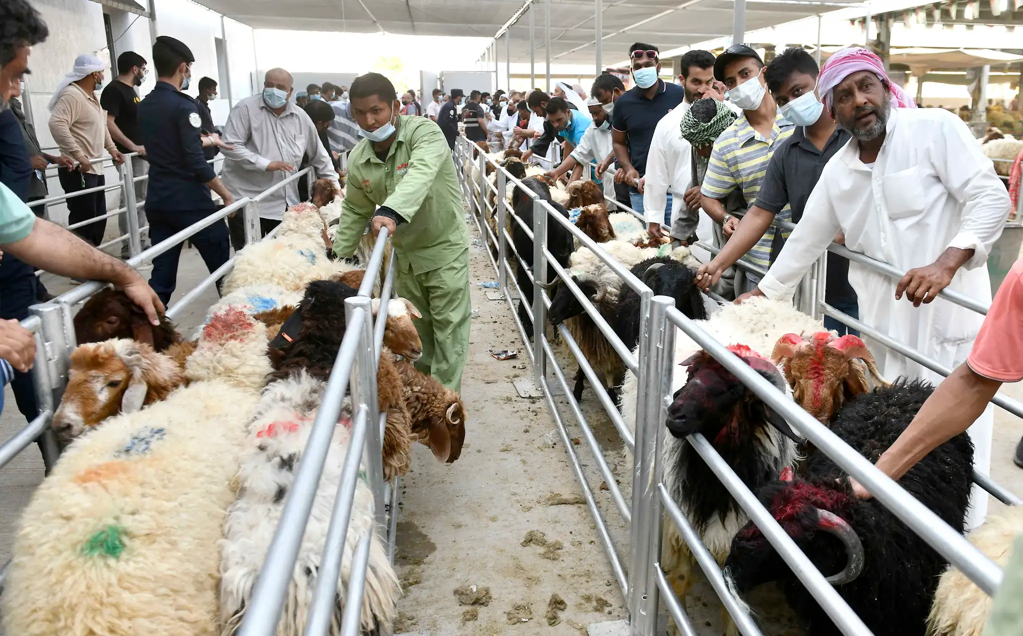 Operators working a meat processing line