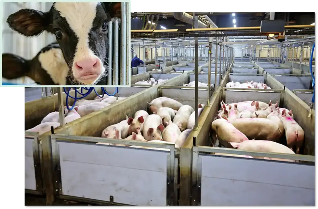 Live animals in lairage handling pens ahead of slaughter