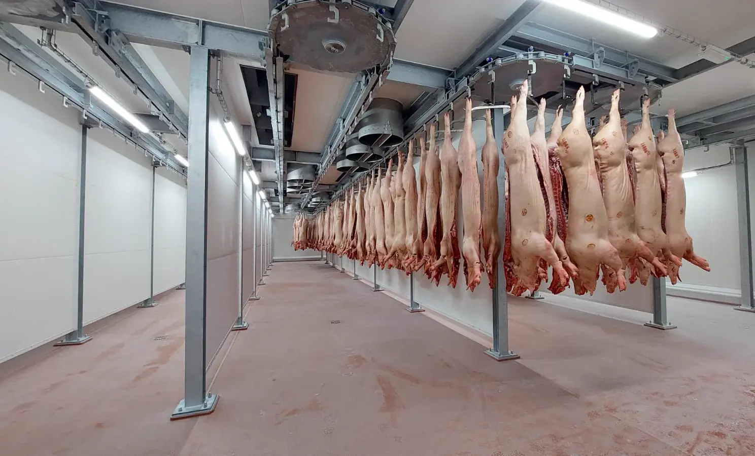 Carcass chilling hall with pig carcasses on overhead rails — quick-chill (E-QCT) process, Poland