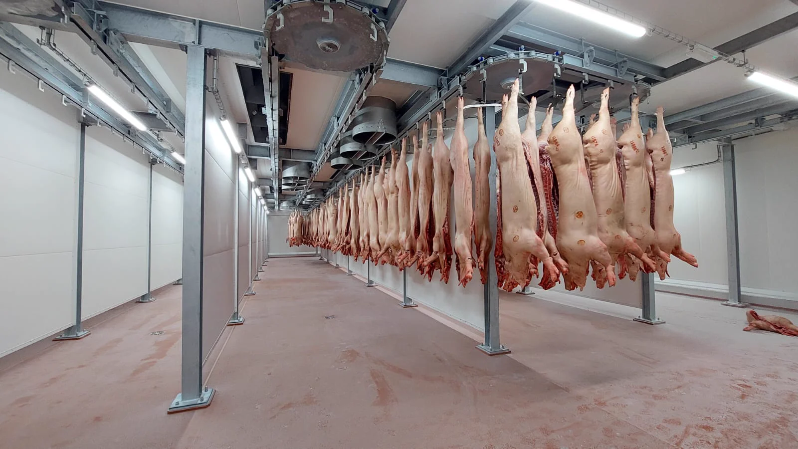 Carcass chilling hall with pig carcasses on overhead rails — quick-chill (E-QCT) process, Poland